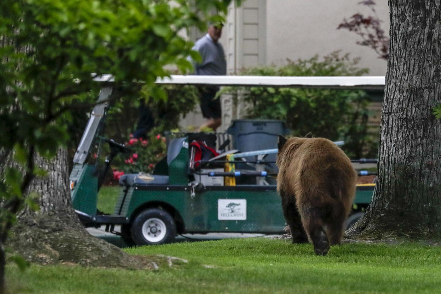 A bear wanders into the Hillcrest retirement community in La Verne.