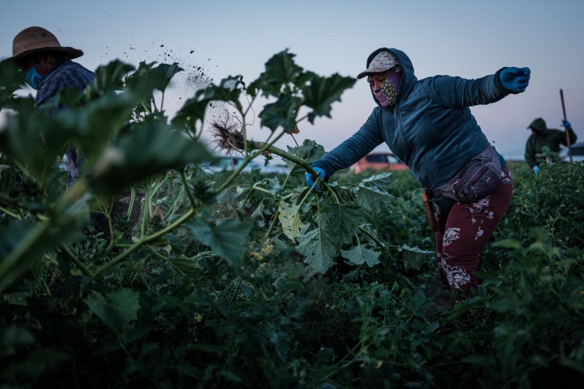 Farmworkers weed a tomato field in French Camp, Calif. 