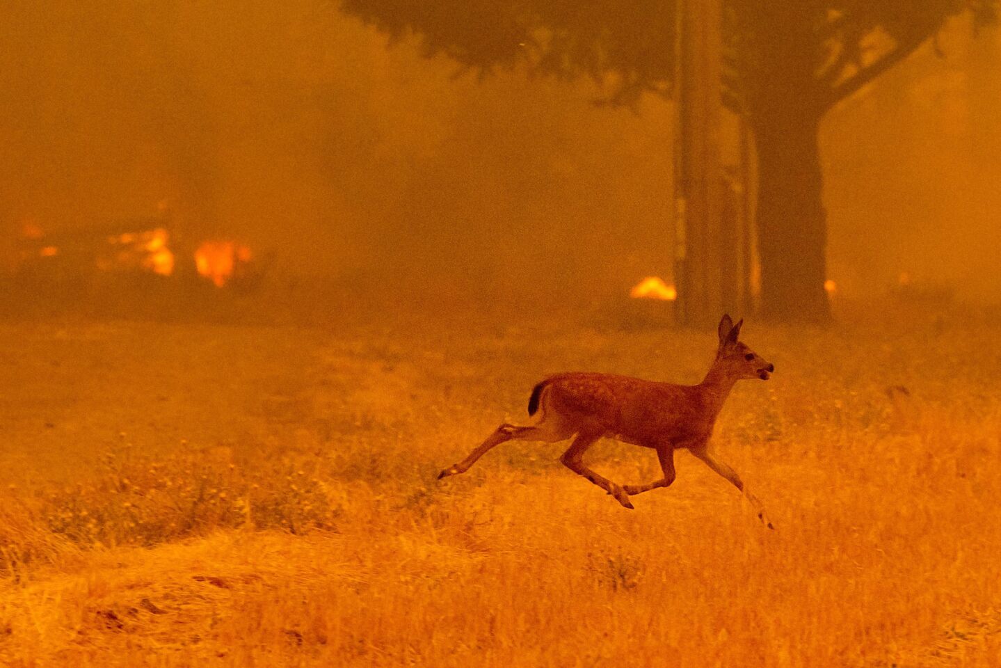A deer flees as the Ranch fire tears down New Long Valley Road near Clearlake Oaks on Saturday.