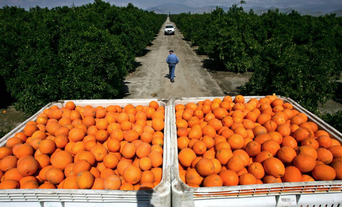 Oranges picked from a grove in Orange Cove in California's Central Valley. Researchers say the irrigation of the Central Valley increases rainfall in the interior Southwest and the flow of the Colorado River.