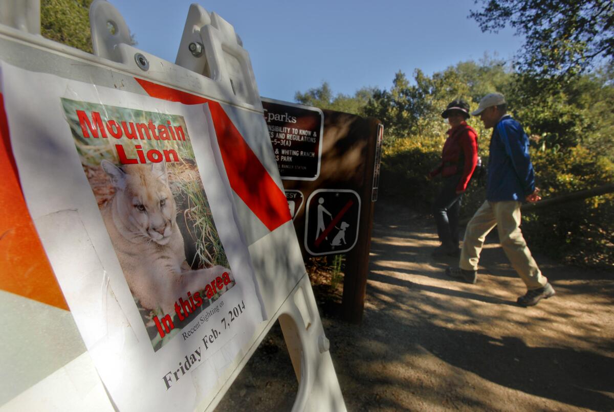 Hikers pass a warning sign about mountain lion sightings at Whiting Ranch Regional Park in February.