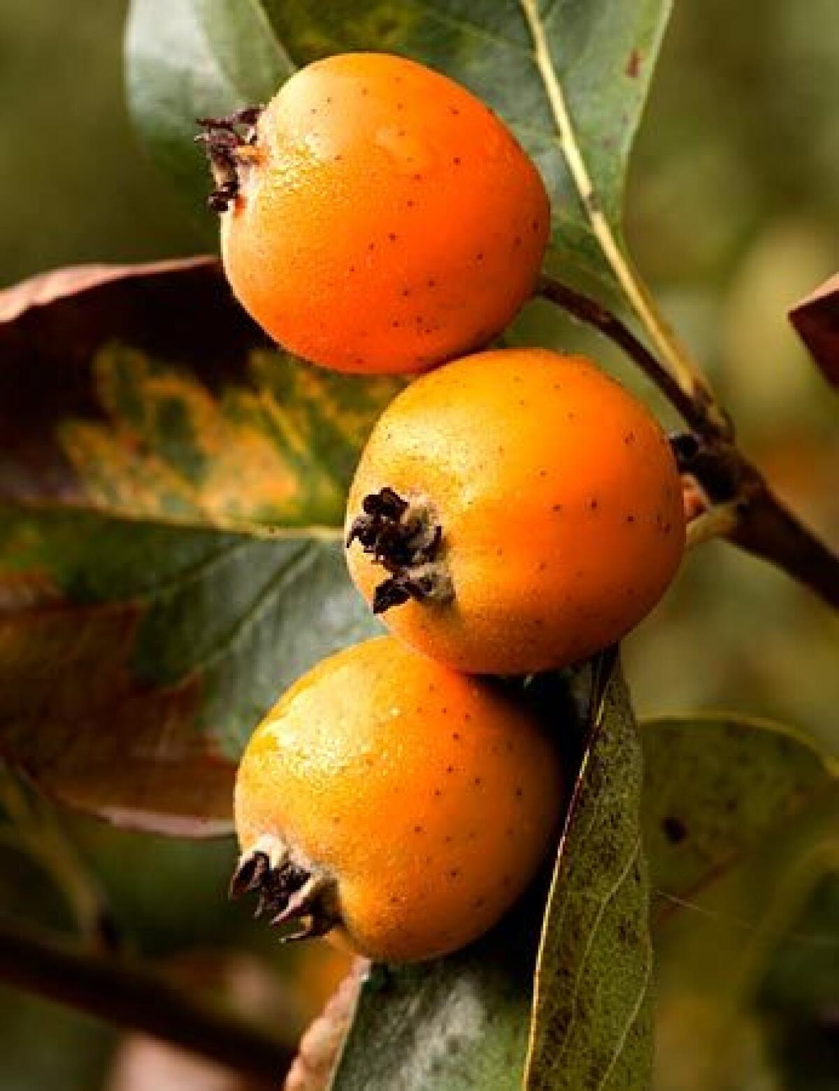 Tejocote is a peculiar crabapple-like fruit common to Mexico but now grown commercially in the United States.