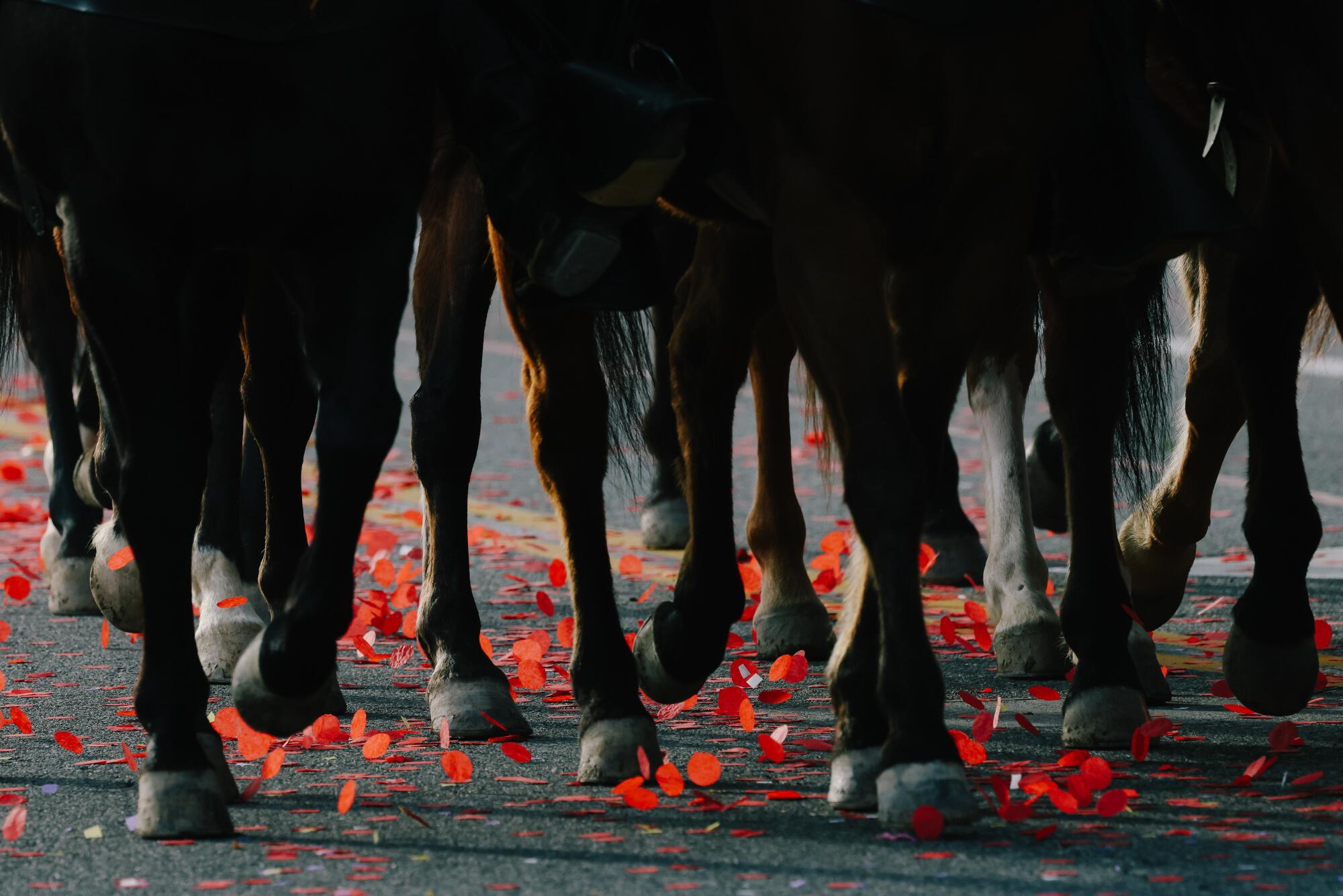 Horses trot over confetti during the Rose Parade.