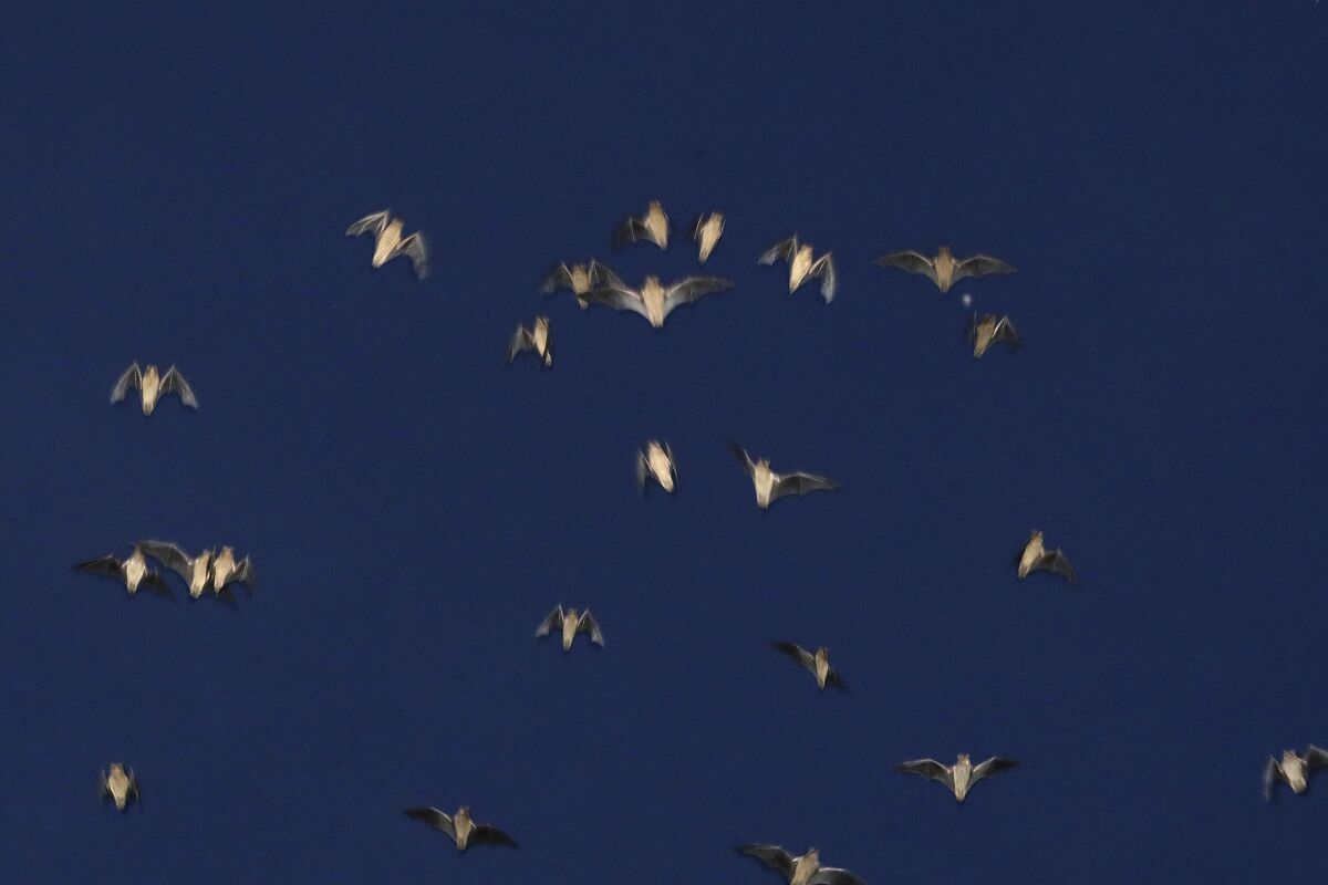 At the Yolo Bypass Wildlife Area, thousands of bats live under the bypass and come out at dusk.