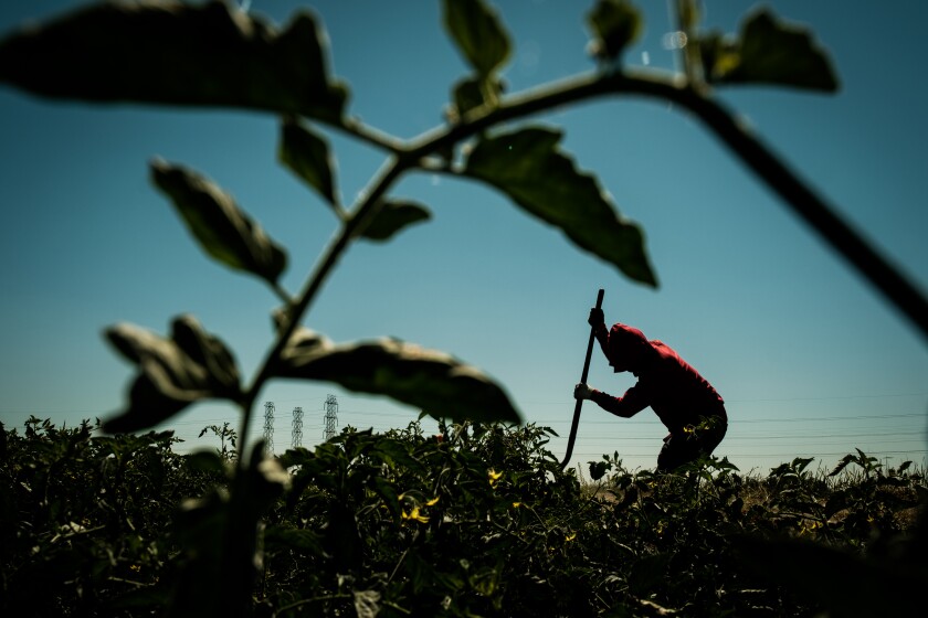 Delfino Perez weeds a tomato field in French Camp, Calif.