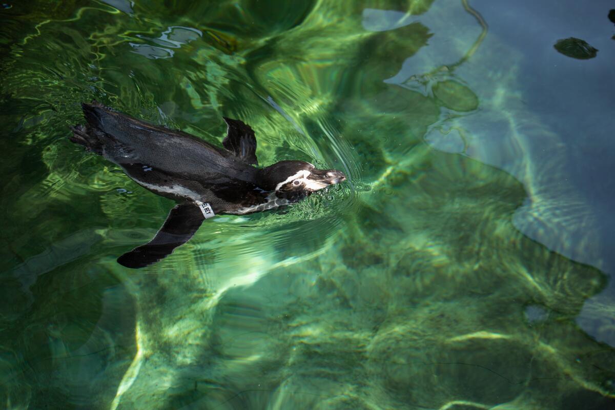 A Humboldt penguin goes at the Santa Barbara Zoo.