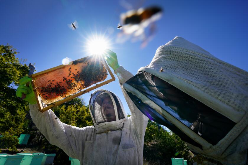 Valley Center, CA - October 07: At the San Diego Bee Sanctuary on Saturday, October 7, 2023, in Valley Center, CA, Paul Gunn (l) and Dom Peck (r) inspect frames from one of their bee hives. (Nelvin C. Cepeda / The San Diego Union-Tribune)