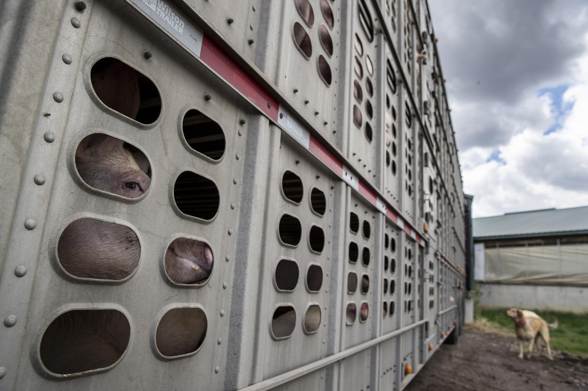 Pigs from the Anderson family farm are still loaded these days for meatpacking plants
