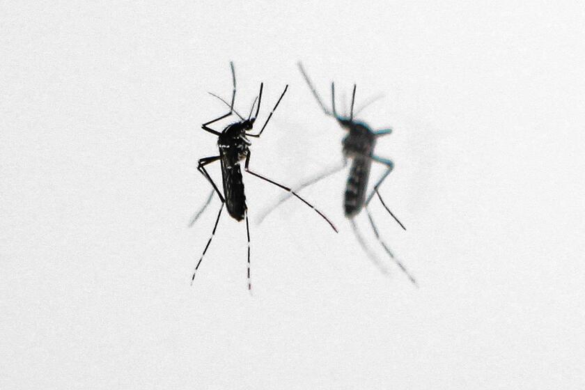 Asian Tiger mosquitoes are striped black and white.