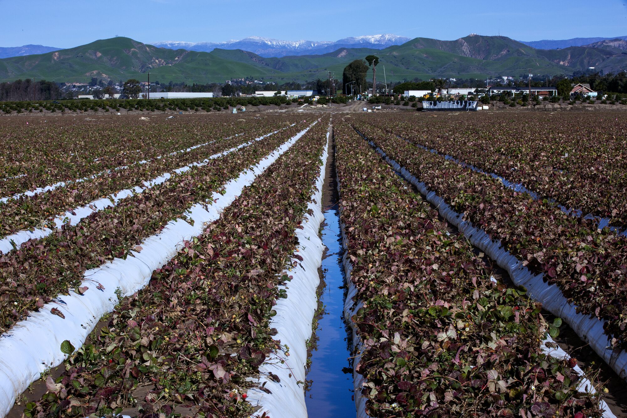 Snowcapped mountains are the backdrop for destroyed strawberry fields