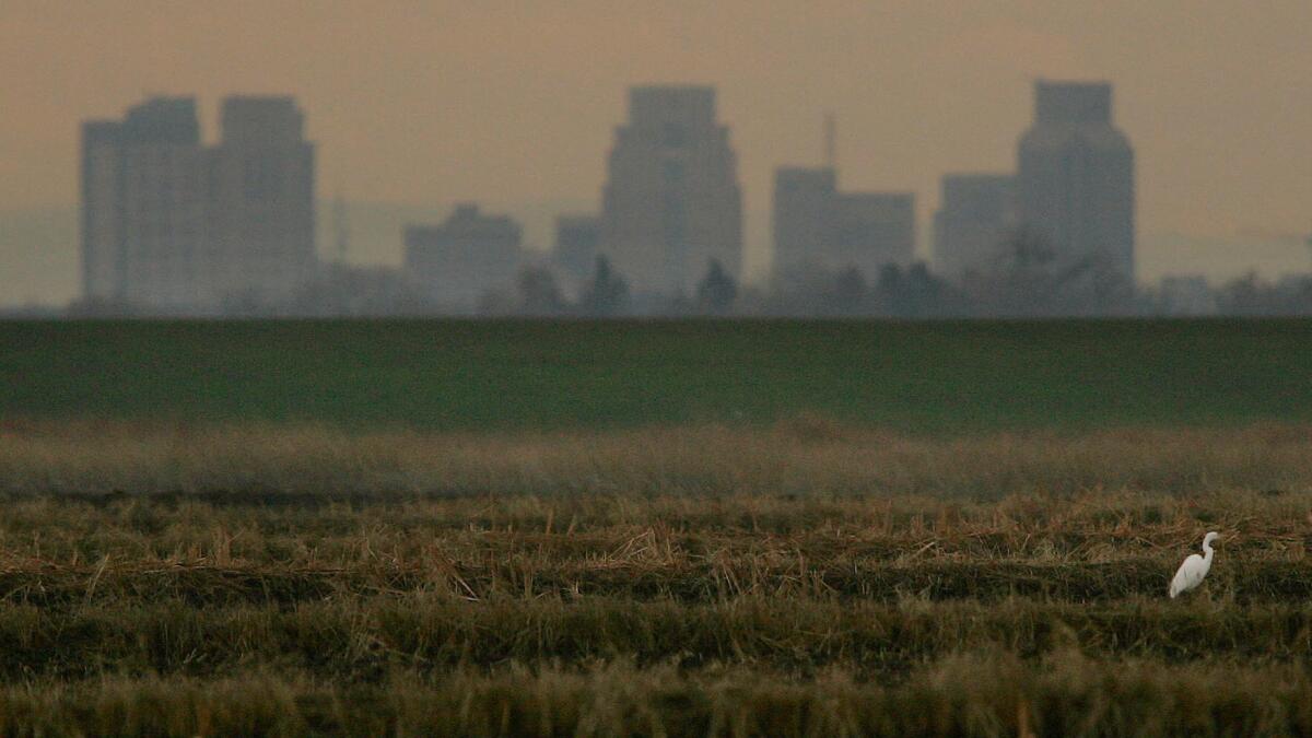 The Sacramento city skyline creates a backdrop for an egret resting in a rice field in 2005. (Robert Durell / Los Angeles Times)