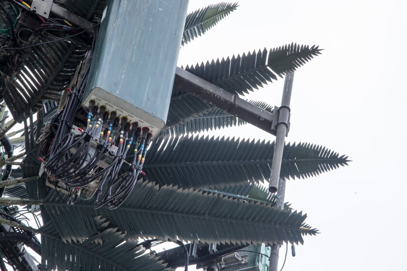 Palm tree? Actually, it is a cell tower disguised as a palm on Imperial Highway in Los Angeles.