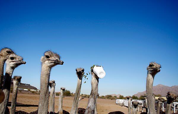 Arizona ostrich ranch