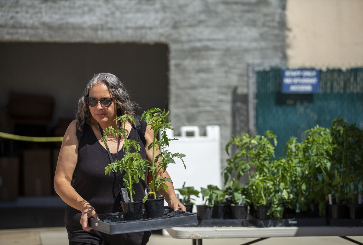 Roseanne Kings selects tomato plants during a plant sale at Orange Coast College's Horticulture Garden Lab Friday, April 8.