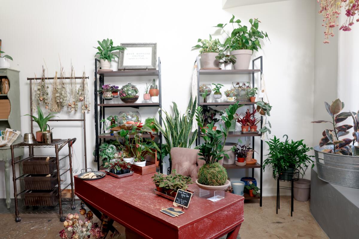 A red table and a few racks house plants.