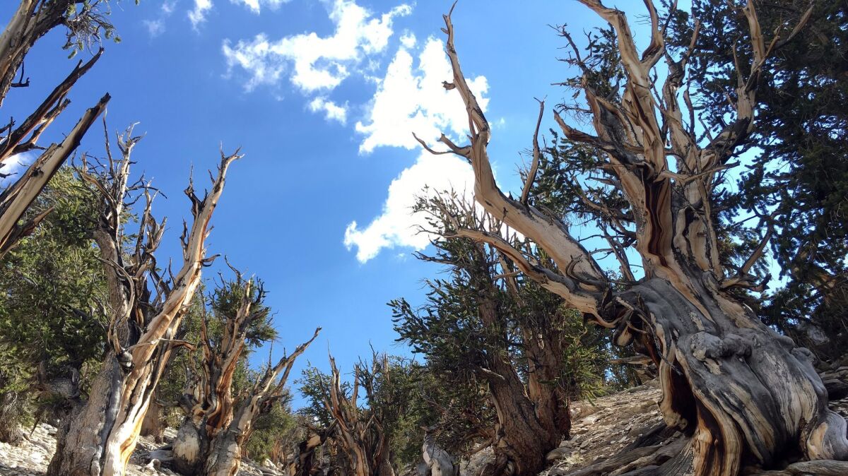 Bristlecone pine trees in the White Mountains in east of Bishop, Calif. on July 11.