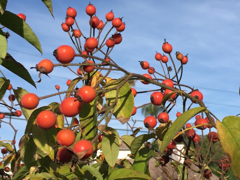 When we prune our roses and cut off the rose hips, we give our roses the message to put out new growth.