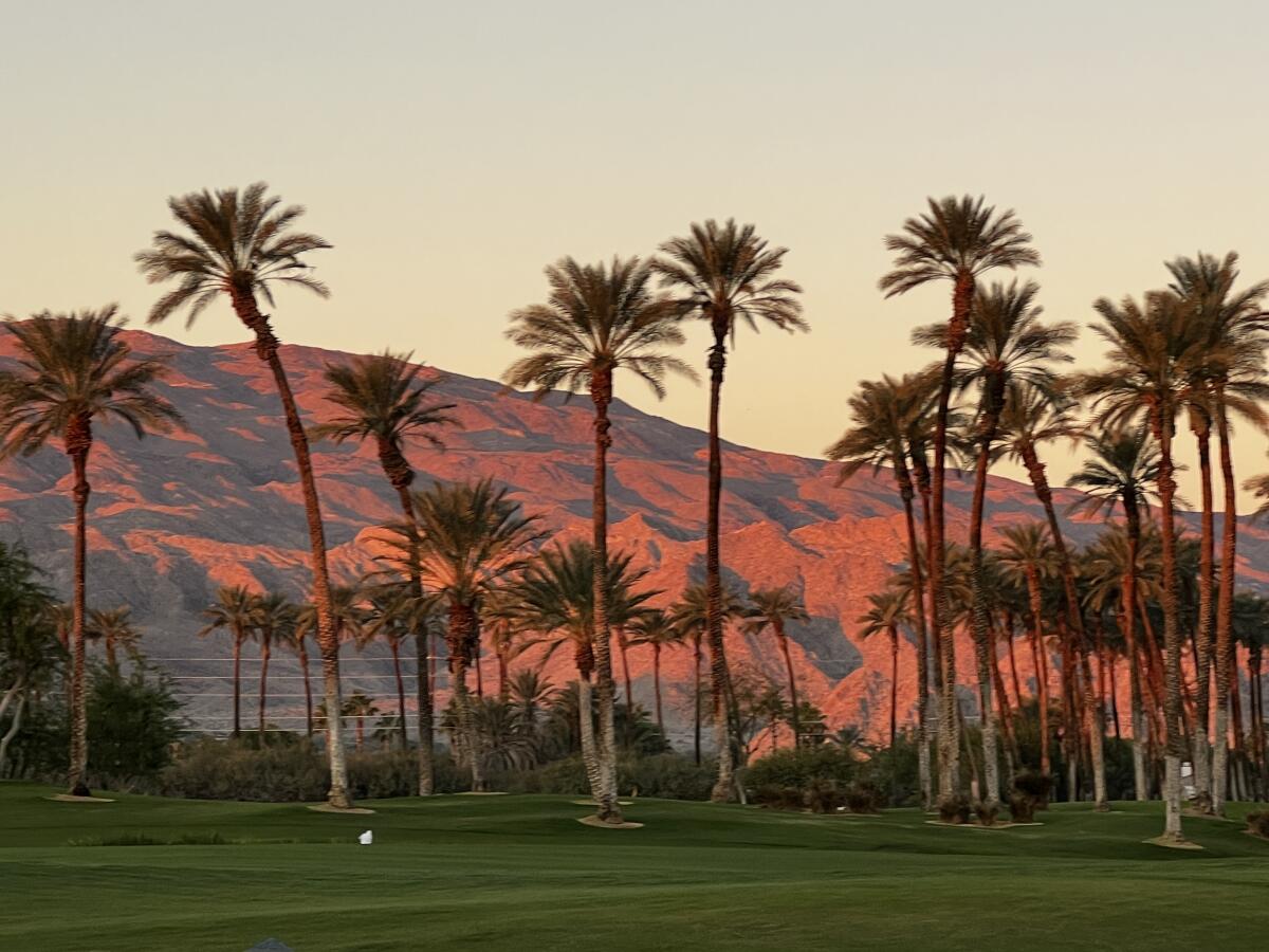 Palm trees with a mountain in the distance 