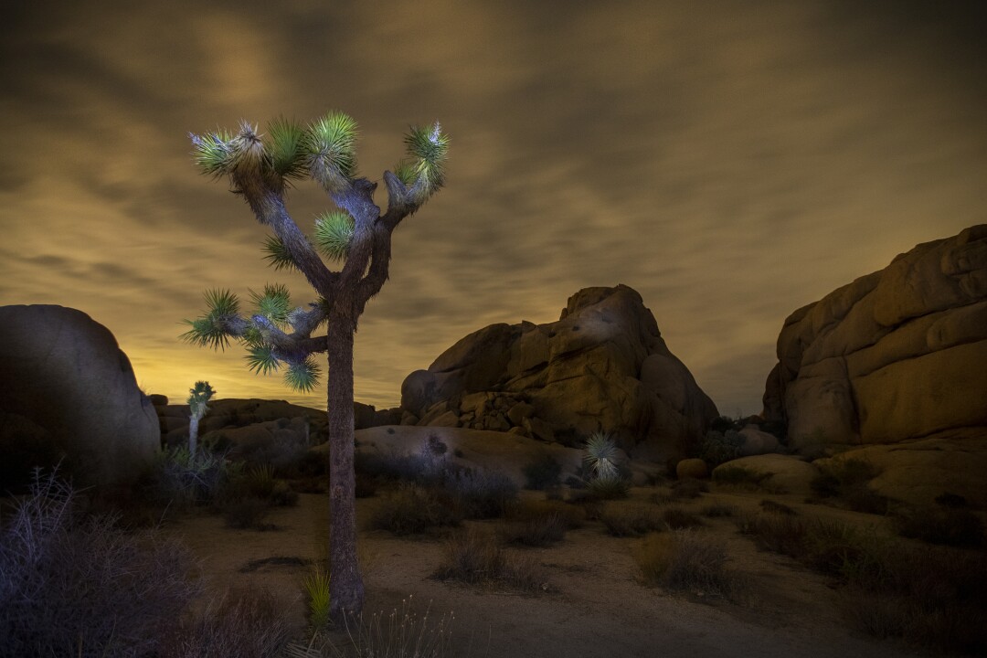 Una luna super fiorita di sangue è oscurata dalle nuvole mercoledì all'inizio del Joshua Tree National Park.