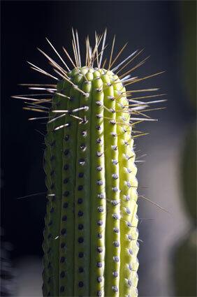 The cactus garden at Dominguez Rancho Adobe