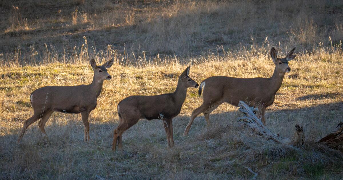 Two deer in California have fatal brain disease