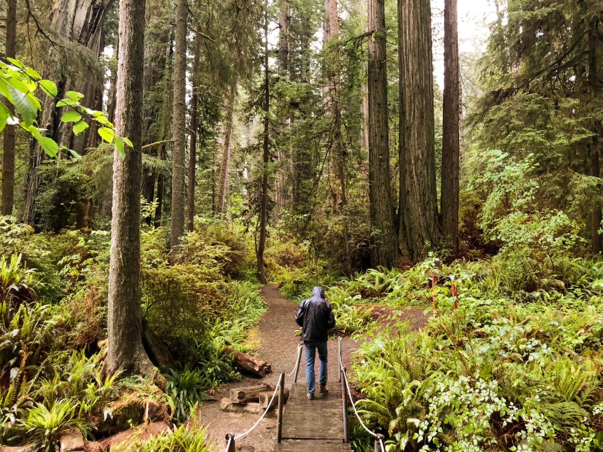 Man walking through a forest of tall redwood trees.