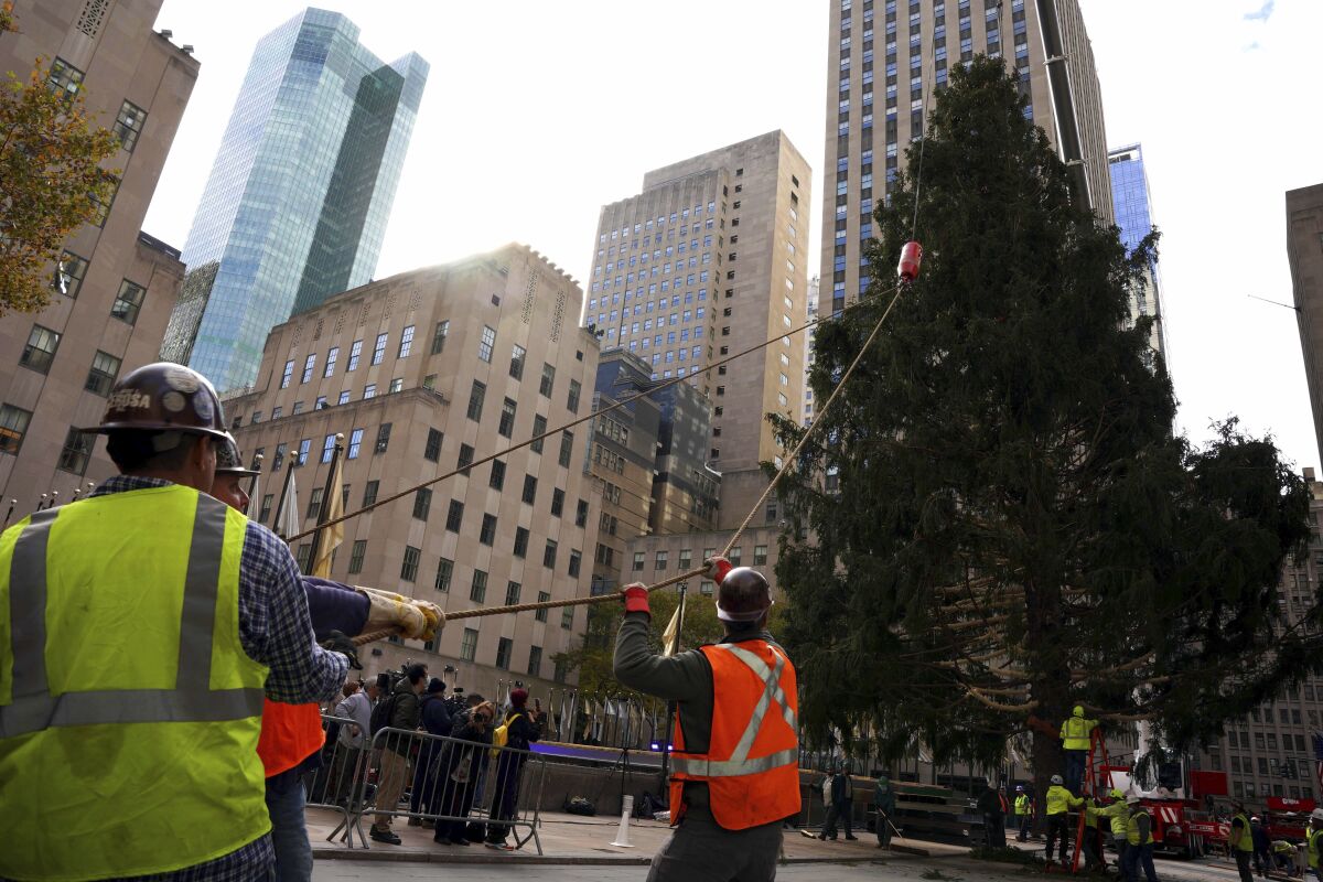 The 79-foot tall Rockefeller Center Christmas Tree arrives from Elkton, Md., is setup onto Rockefeller Plaza from a flatbed truck, Saturday, Nov. 13, 2021, in New York. New York City ushered in the holiday season with the arrival of the Norway spruce that will serve as one of the world's most famous Christmas trees. (AP Photo/Dieu-Nalio Chery)