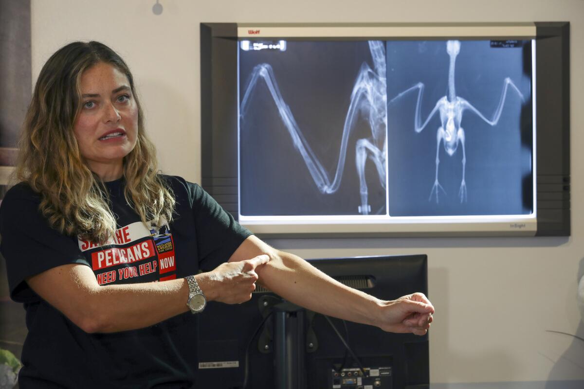 Veterinarian with a pelican X-ray