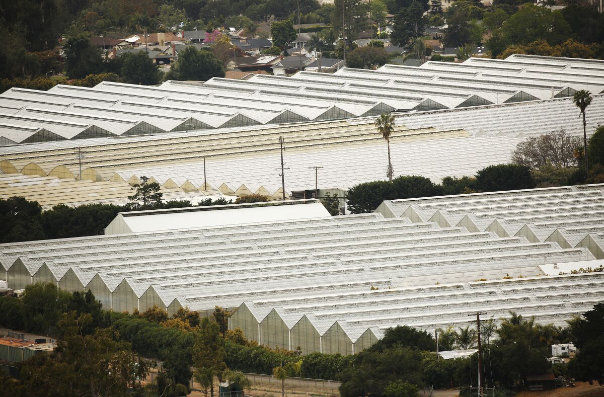 Greenhouses near Carpinteria High School