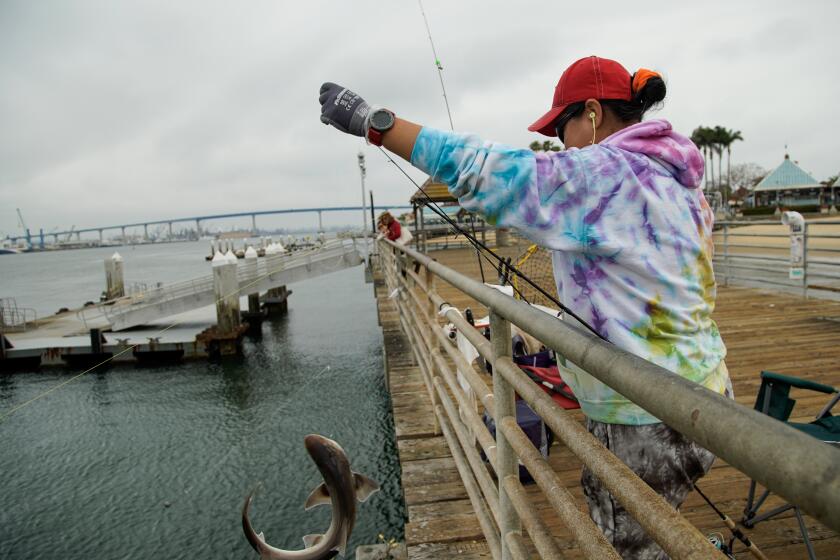 San Diego, California - April 22: People out fishing at Coronado Ferry Landing Pier. Jenny Lee, East county resident catches a baby shark, it's so heavy that she must pull it up with her hands in Coronado on Monday, April 22, 2024 in San Diego, California. (Alejandro Tamayo / The San Diego Union-Tribune)