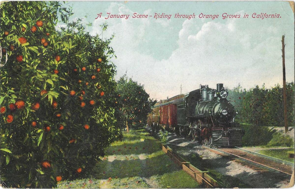 A train passes an orange grove, where the trees are laden with fruit