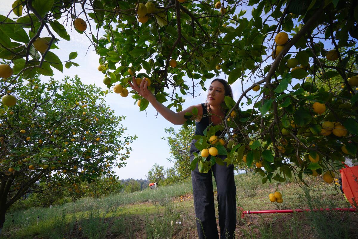 Kayla Thomson was among the more than 45 volunteers gleaning lemons from a local orchard in Rancho Santa Fe.