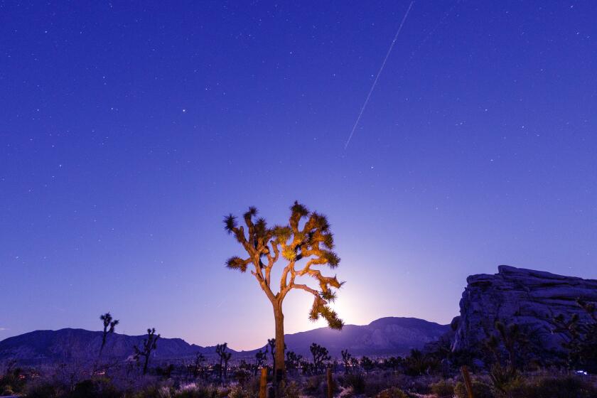 Joshua Tree, CA - April 25: The Lyrid Meteor Shower is visible over a lone Joshua Tree with competition from the rising bright light of the full Pink Moon in Joshua Tree National Park Thursday, April 25, 2024. The Lyrids are produced by dust particles left by comet C/1861 G1 Thatcher, and there are roughly 20 meteors per hour during its peak. It runs from April 16-25 with the peak on the night of the 22nd and the morning of the 23rd. Unfortunately, the full Pink Moon makes it hard to see. (Allen J. Schaben / Los Angeles Times)