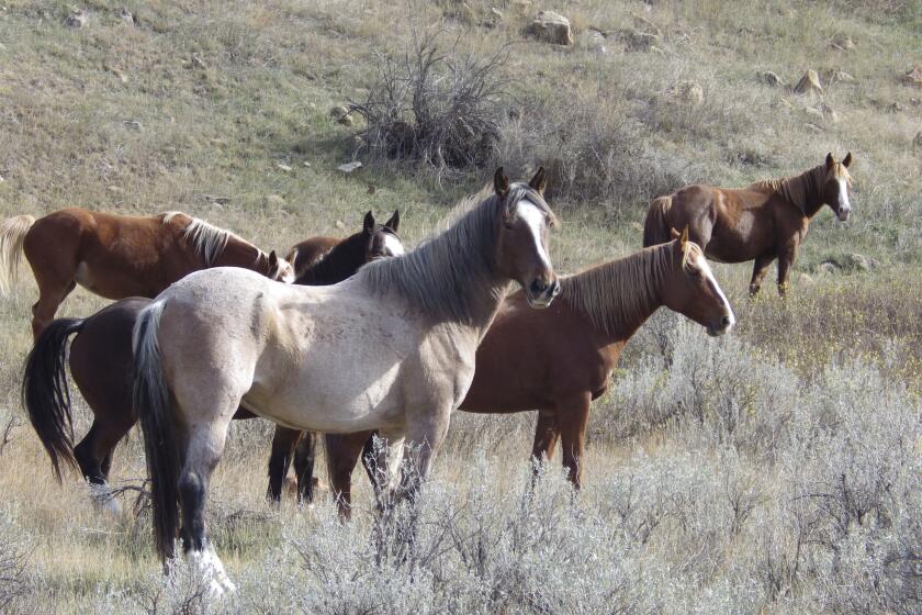 Wild horses stand in a group along a hiking trail in Theodore Roosevelt National Park on Saturday, Oct. 21, 2023, near Medora, N.D. U.S. Sen. John Hoeven, R-N.D., said Thursday, April 25, 2024, he has "secured a commitment" from the National Park Service to keep the roughly 200 horses that roam the park's South Unit. In 2022, the Park Service began a process that included proposals for removing the horses, which park visitors adore. (AP Photo/Jack Dura)