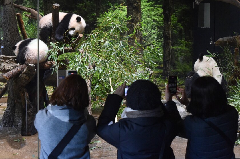 In this photo provided by Tokyo Zoological Park Society, visitors use smartphones to take pictures of Japanese-born twin pandas and their mother at Ueno Zoo in Tokyo, Wednesday, Jan. 12, 2022. Twin panda cubs made their first public appearance Wednesday before their devoted fans but only briefly - just for three days for now - due to the upsurge of the highly transmissible coronavirus variant. (Tokyo Zoological Park Society via AP )