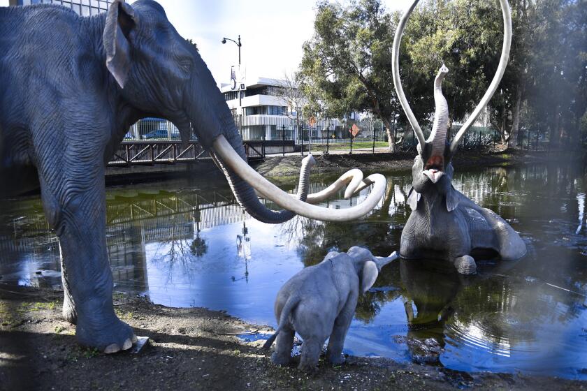 Statues of wooly mammoths at the La Brea Tar Pits.