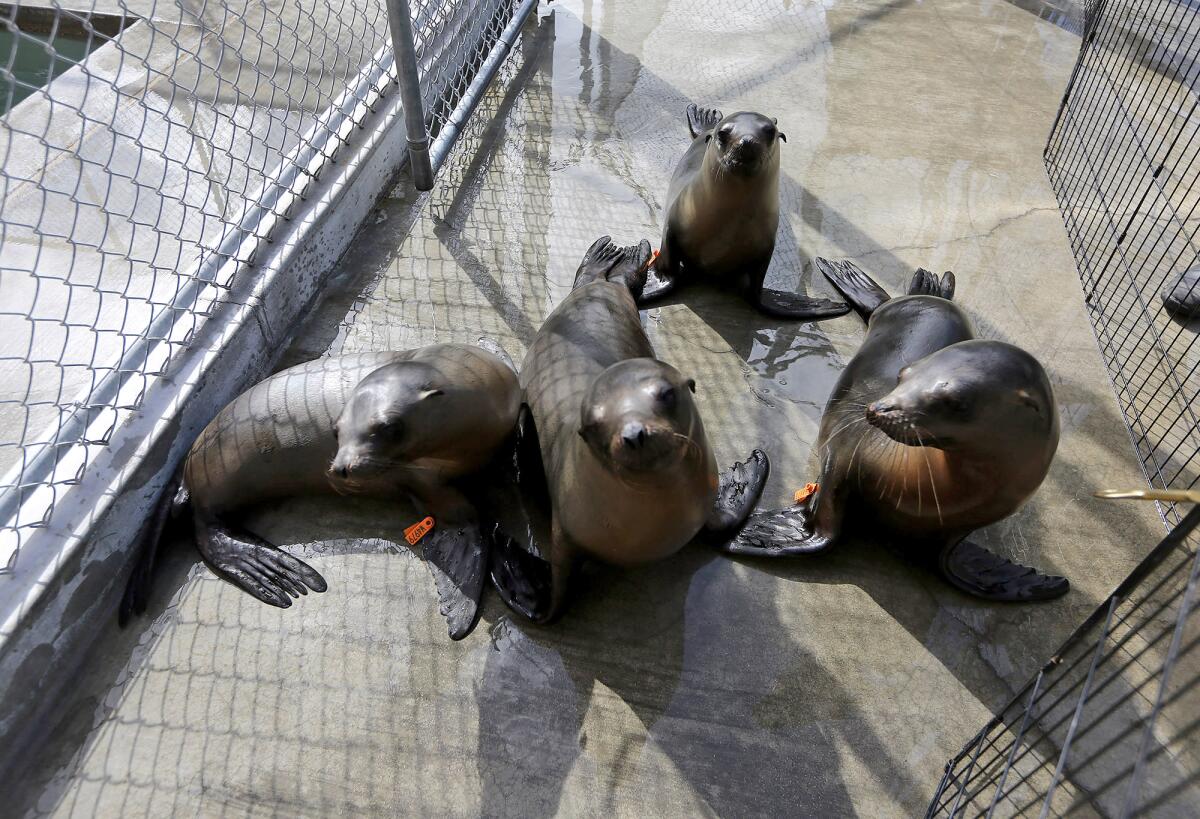 Four sea lions in an enclosure, some with orange tags visible near a front flipper