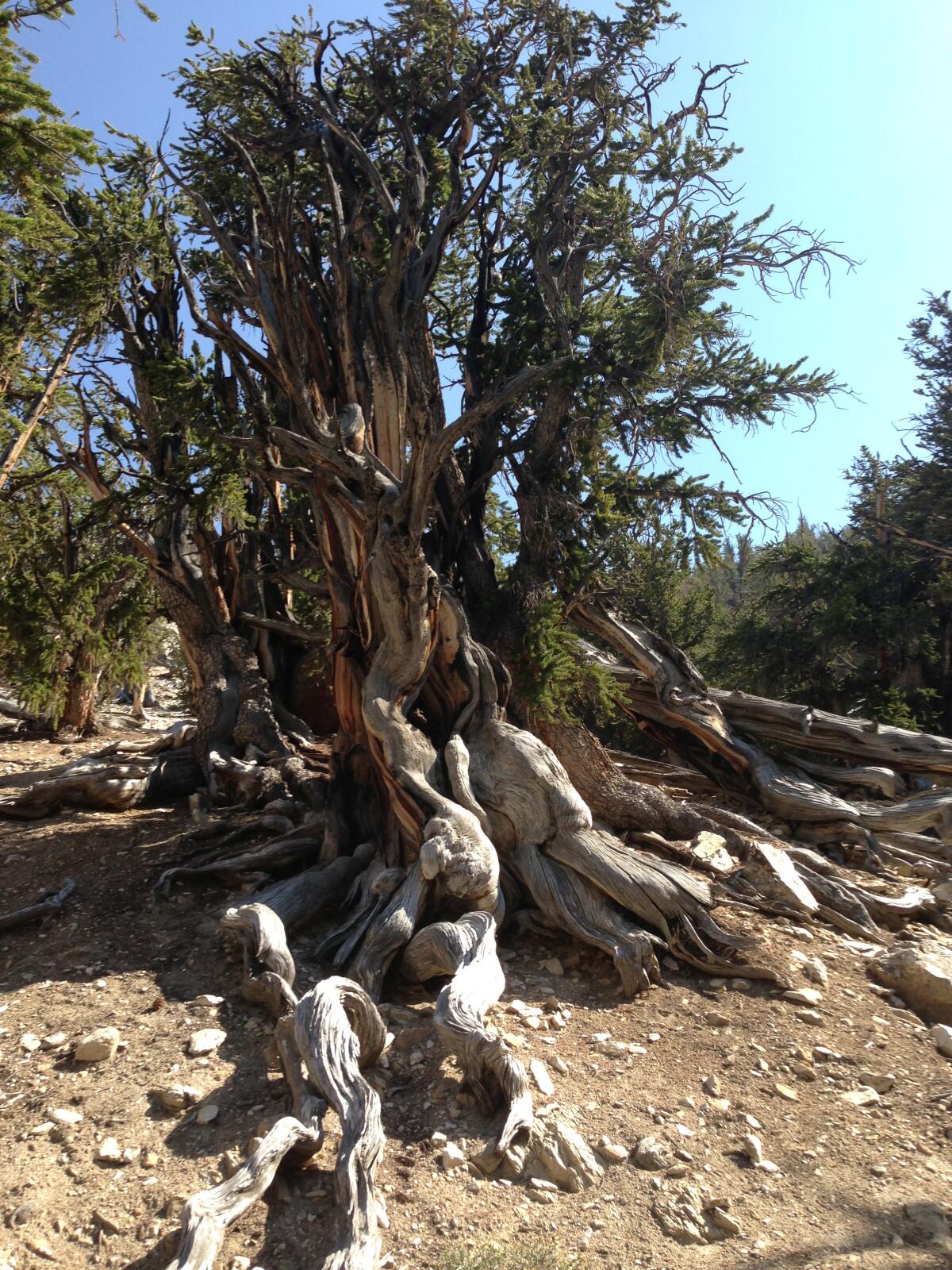 A bristlecone pine tree in the Inyo National Forest.