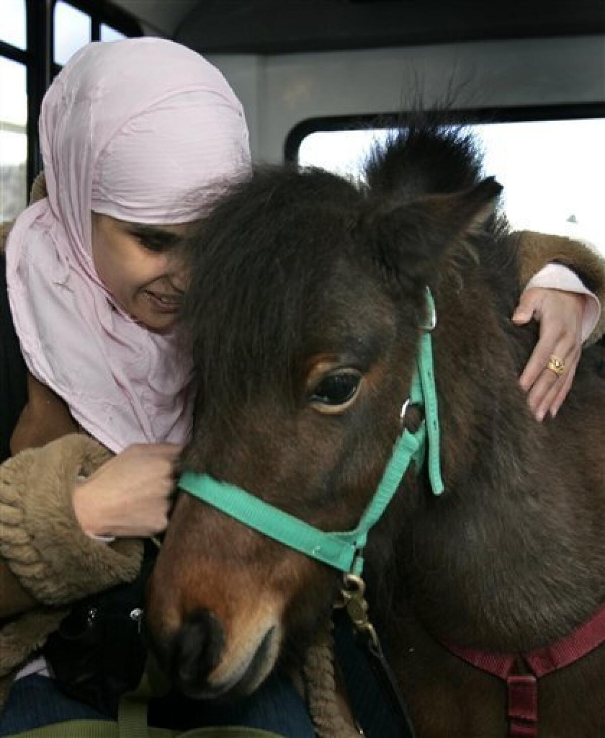 Mona Ramouni rides a SMART bus to her job with her guide horse, Cali, in Lincoln Park, Mich., Thursday, April 9, 2009. Ramouni lost her sight soon after birth, but she can't use a guide dog. Many Muslims consider dogs unclean, and Ramouni respects her parents' aversion to having one in their home. The solution, she hopes, is Cali, a miniature horse who stands 30 inches tall and is being trained to help Ramouni through her daily routine. (AP Photo/Carlos Osorio)