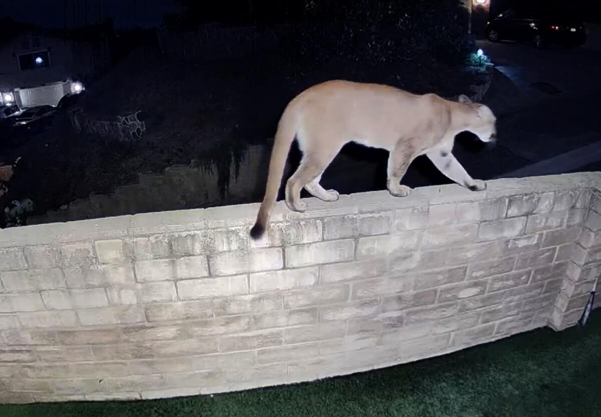 A mountain lion walks atop a wall at night