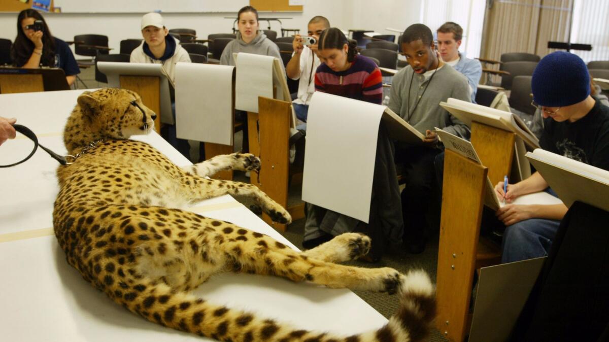 Students draw a cheetah at the Art Institute of California in San Francisco in 2003.