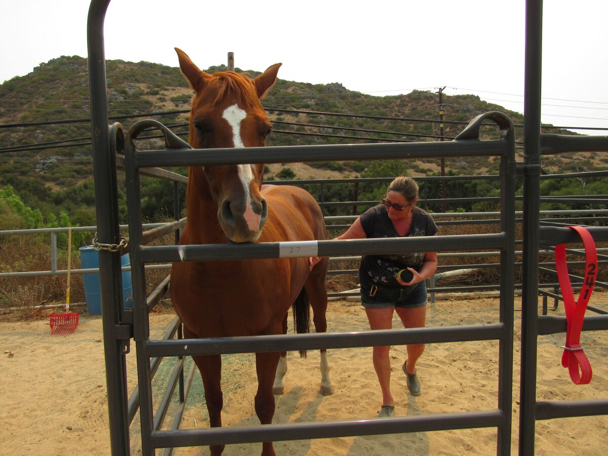 Sherry Moland tends to her horse Whisper at Iron Oak Canyon Ranch in Spring Valley.