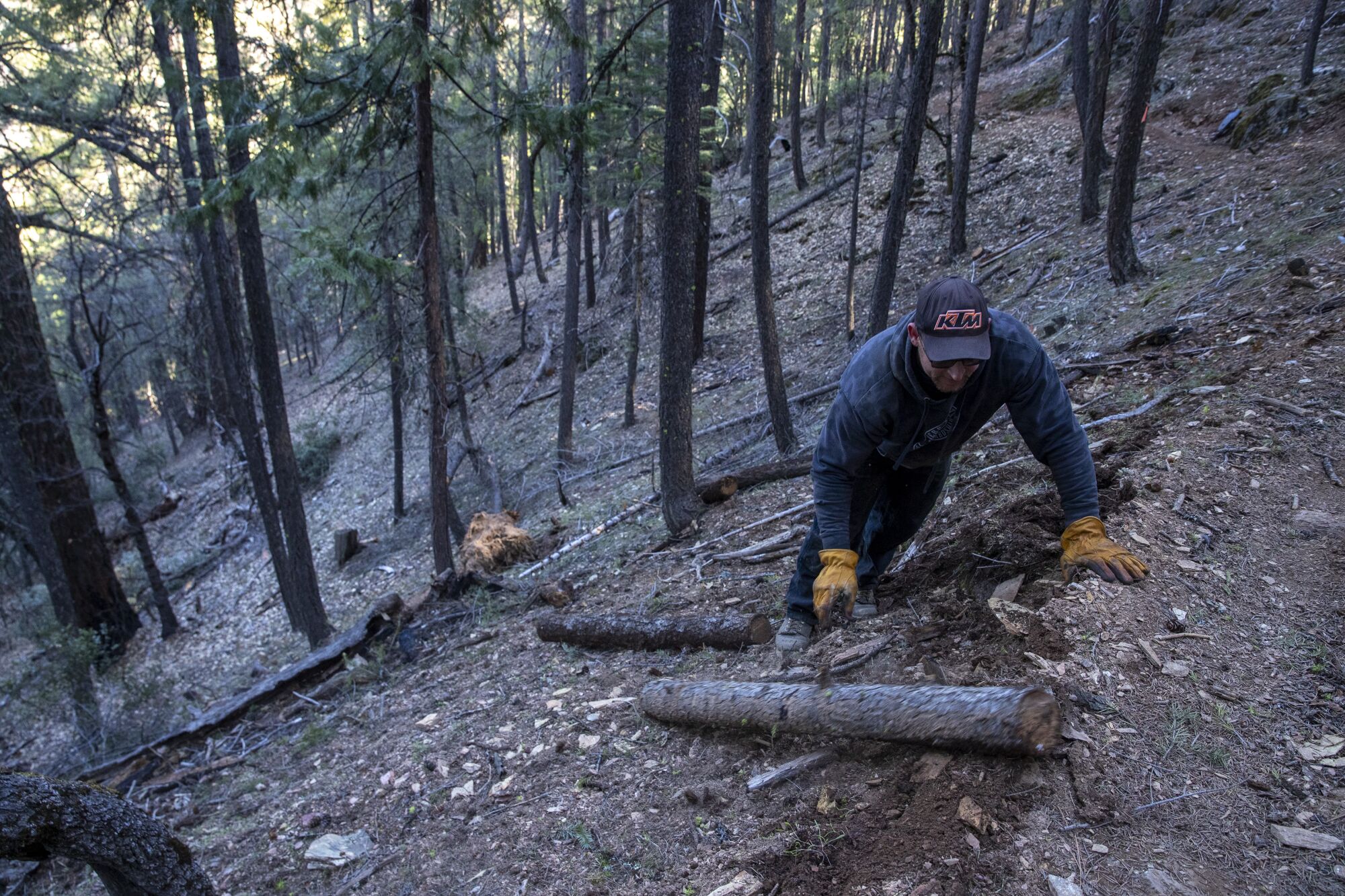 A worker moves logs in a forest