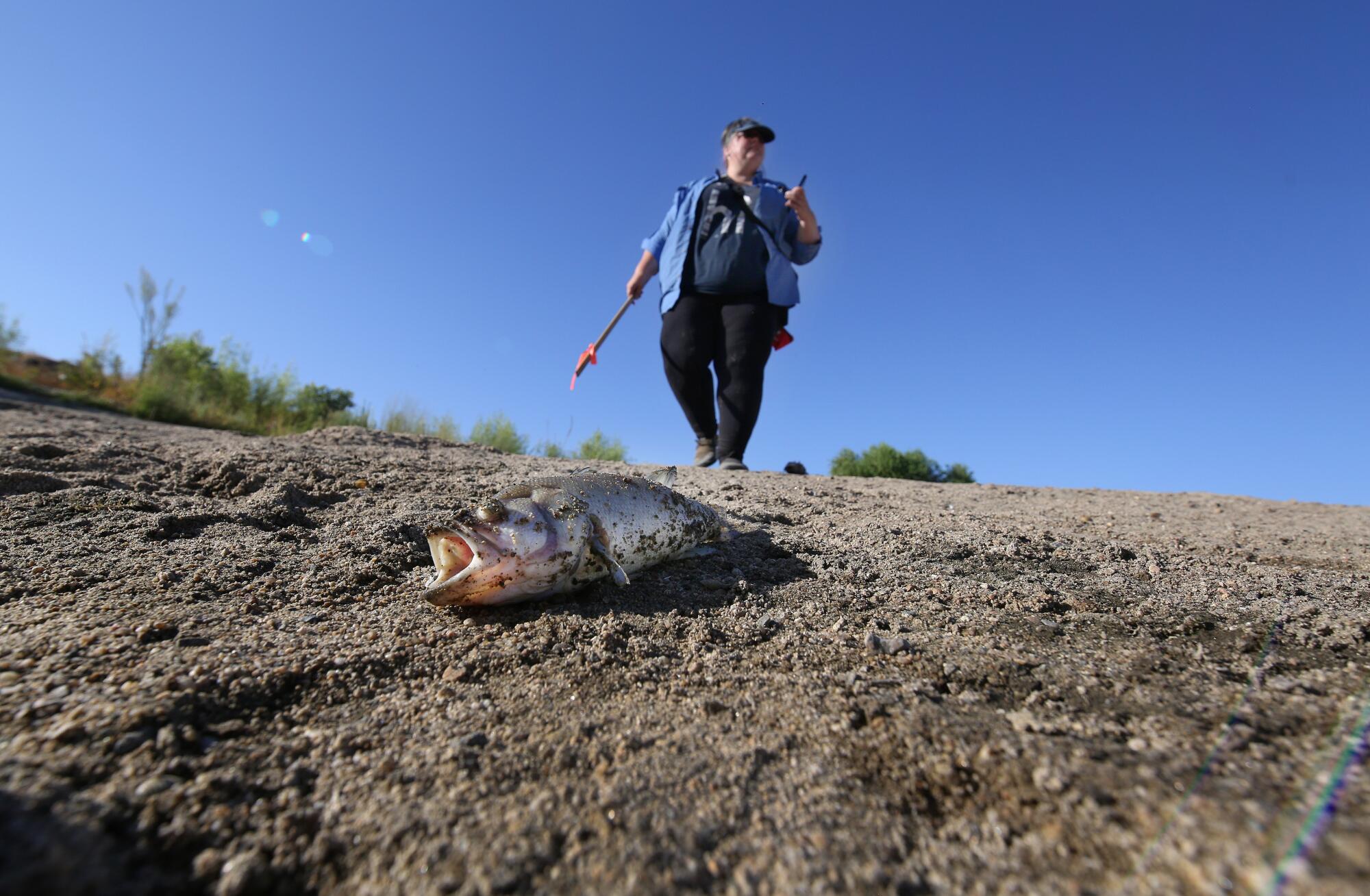 A person walks toward a dead fish.