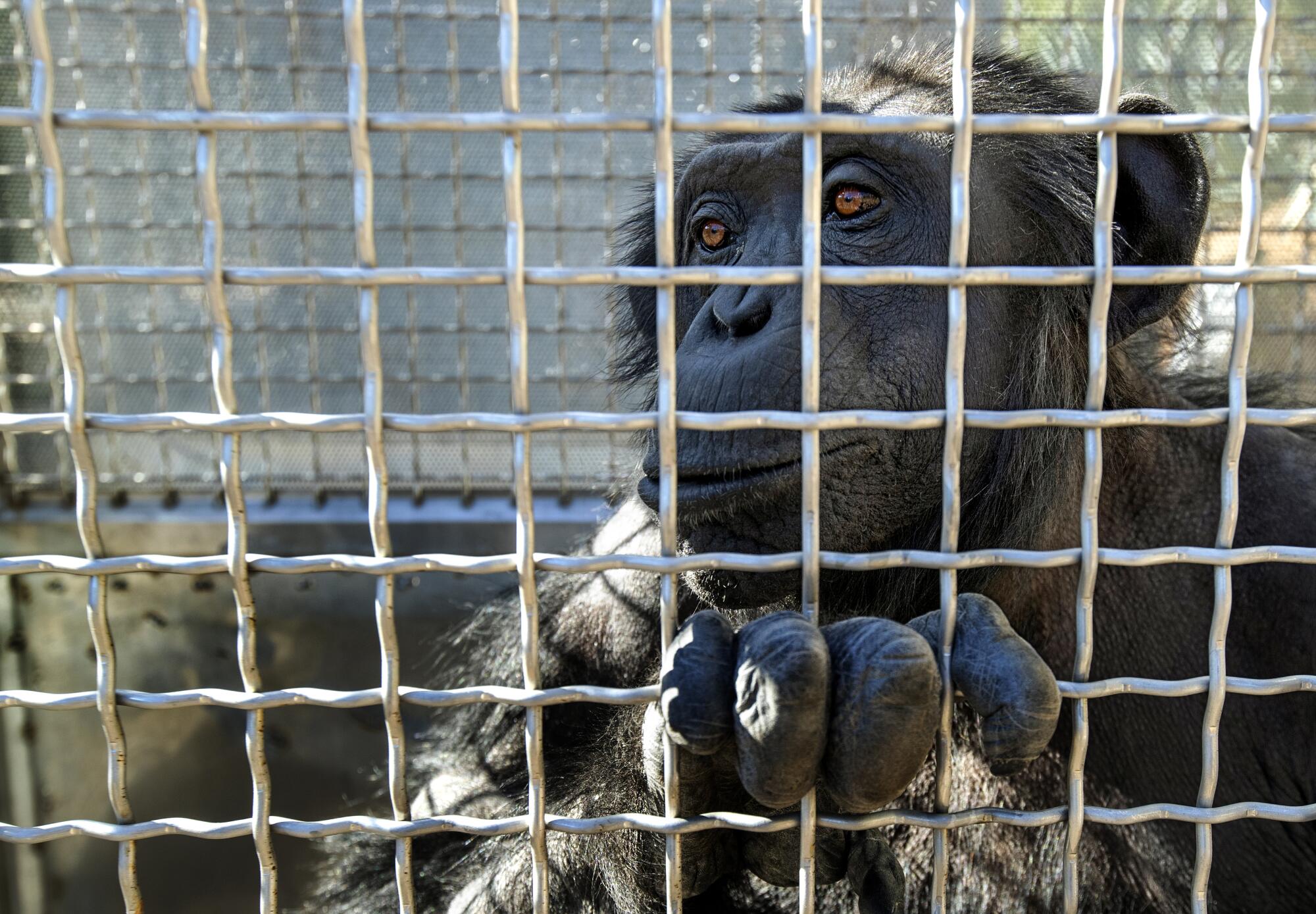 A chimpanzee with her fingers in the grating of a metal cage