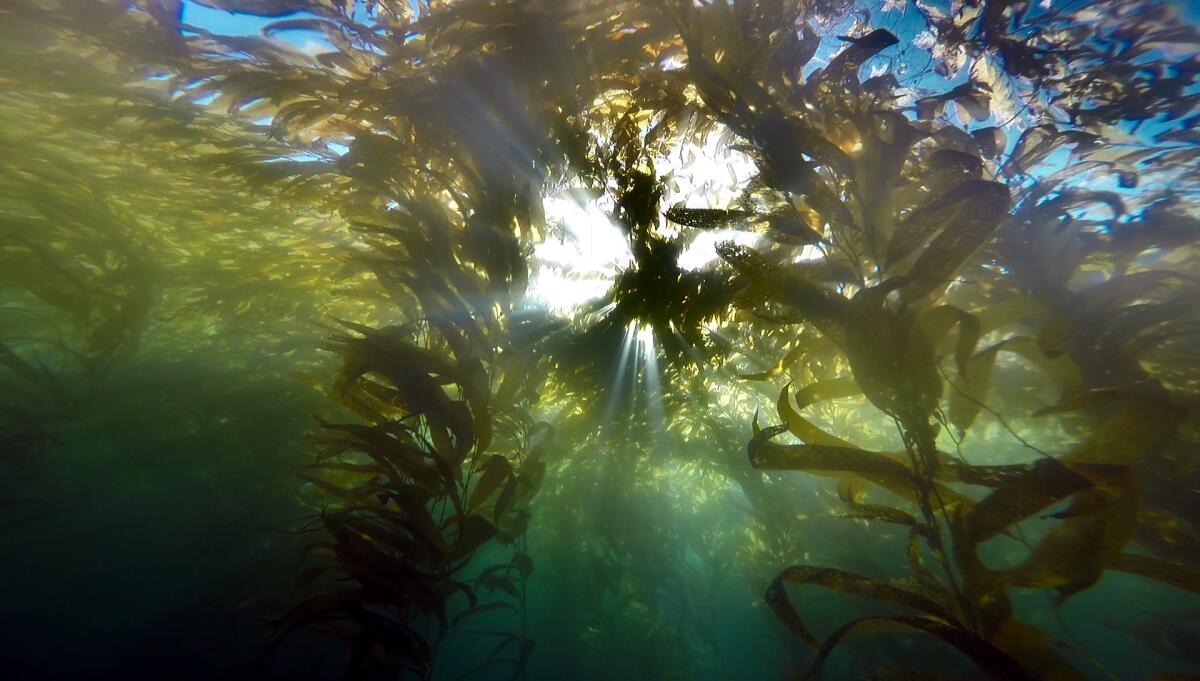 Kelp forests, once lush and pervasive, have all but disappeared in parts of La Jolla's waters.
