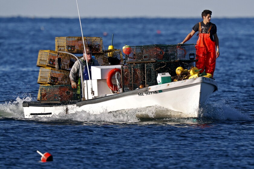 FILE - In this Aug. 24, 2019, file photo, Adam Daggett stands lookout on the bow as his father, John Daggett, pilots their boat at Cape Porpoise in Kennebunkport, Maine. America's lobster fishing businesses could be subjected to electronic tracking requirements to try to protect rare whales and get a better idea of the population of the valuable crustaceans. (AP Photo/Robert F. Bukaty, File)