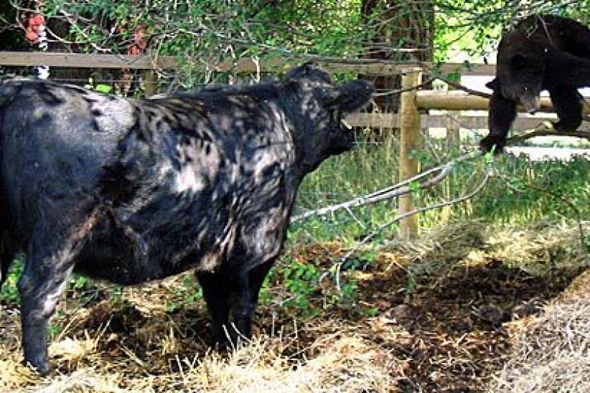 A cow named Apple confronts a bear climbing over a fence into her pasture after the bear had been found in an apple tree in Hygiene, Colo., on Sunday. Officers with the Colorado Division of Wildlife were called to the scene, but by the time they arrived the bear was gone.