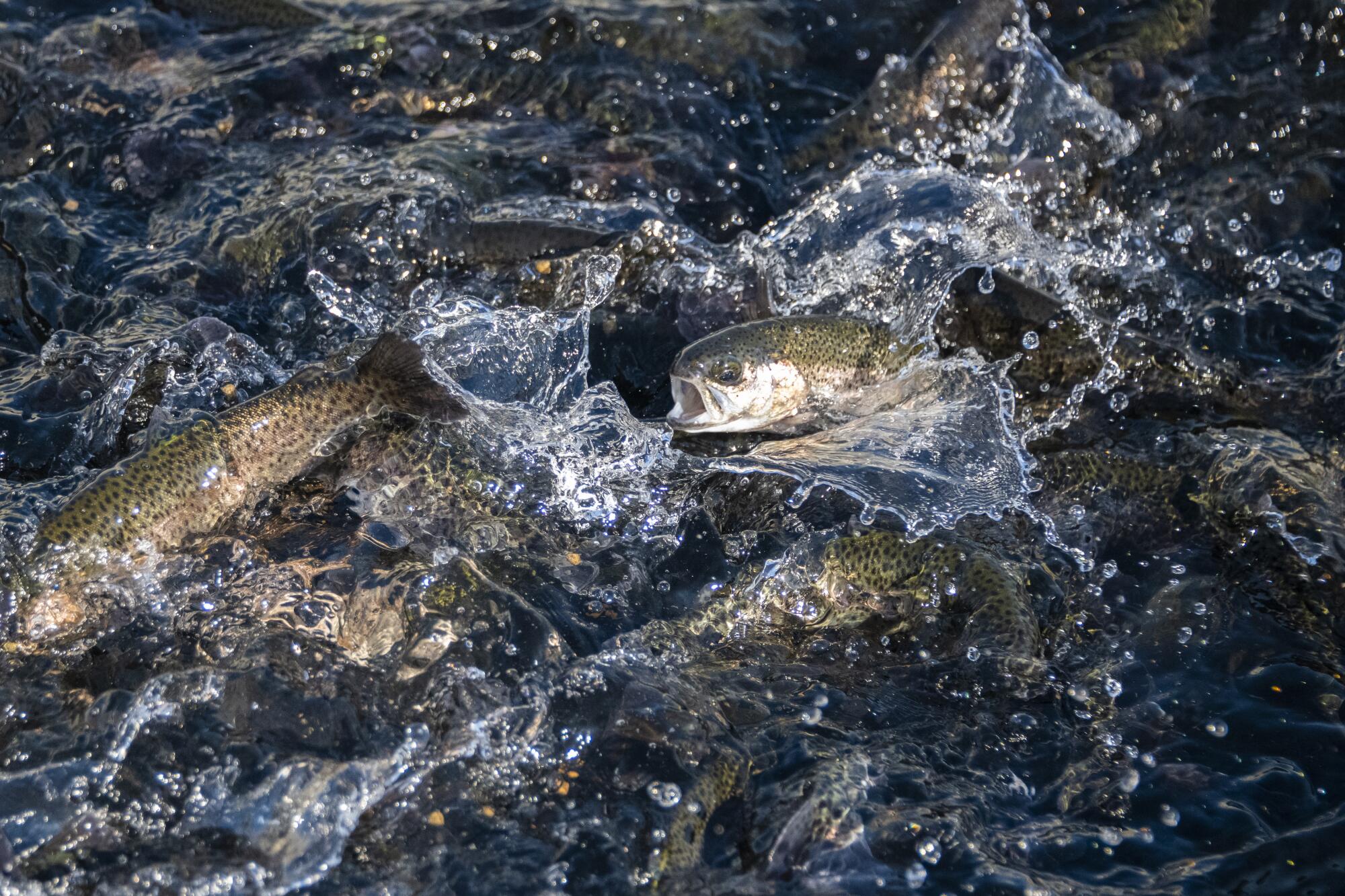Steelhead trout fingerlings swim in a raceway pond.