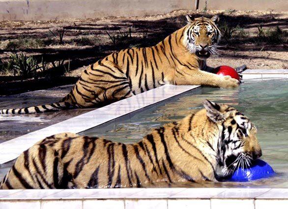 Tigers In Iraq